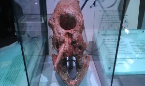 Mastodon skull